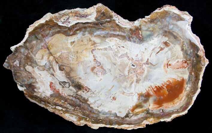 Beautiful Araucaria Petrified Wood Slice - #9585